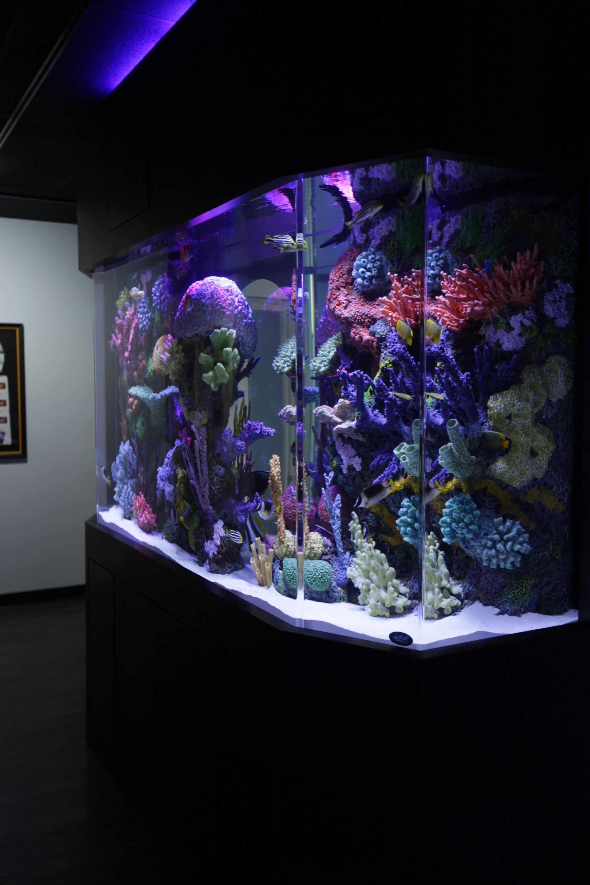 Aquatic Contractors Aquarium Desig, Install and Service